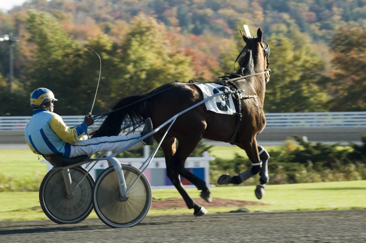 Tout savoir sur le Grand National du Trot Paris-Turf